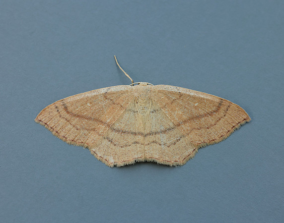 70.037 BF1681 Clay Triple-lines Cyclophora linearia