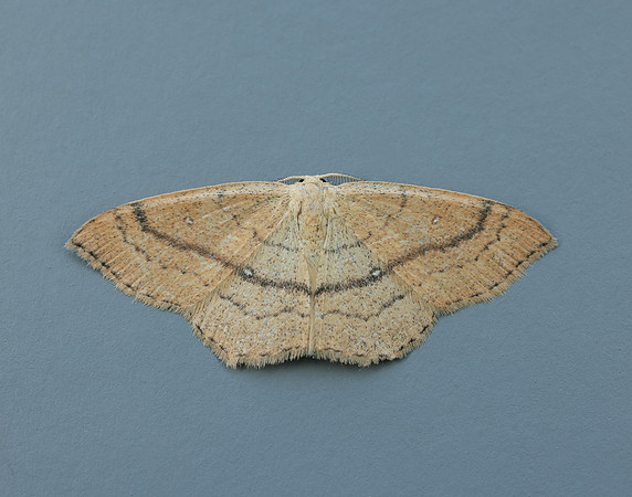 70.037 BF1681 Clay Triple-lines Cyclophora linearia