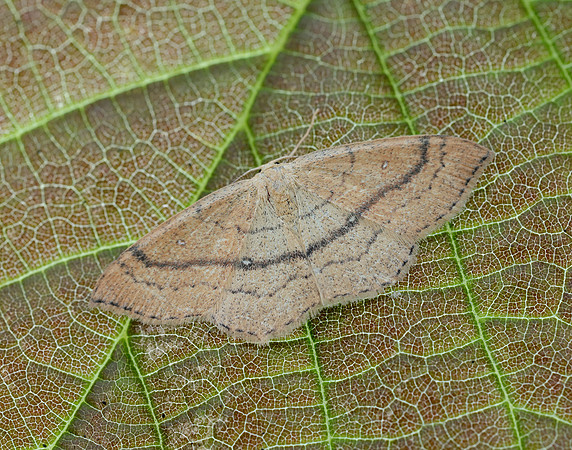 70.037 BF1681 Clay Triple-lines Cyclophora linearia