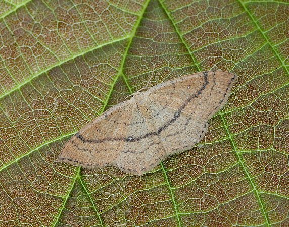 70.037 BF1681 Clay Triple-lines Cyclophora linearia