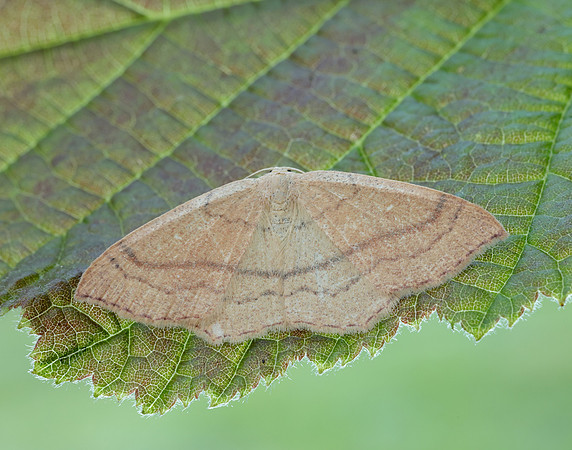 70.037 BF1681 Clay Triple-lines Cyclophora linearia