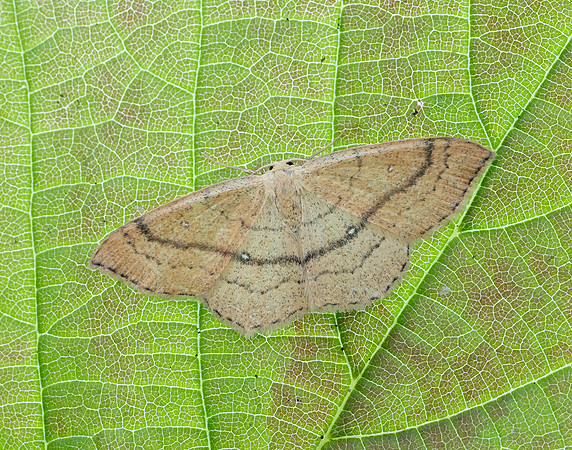 70.037 BF1681 Clay Triple-lines Cyclophora linearia