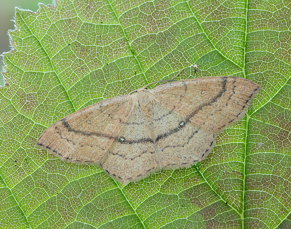 70.037 BF1681 Clay Triple-lines Cyclophora linearia