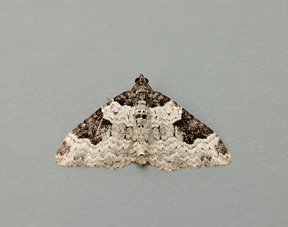 70.049 BF1728 Garden Carpet Xanthorhoe fluctuata