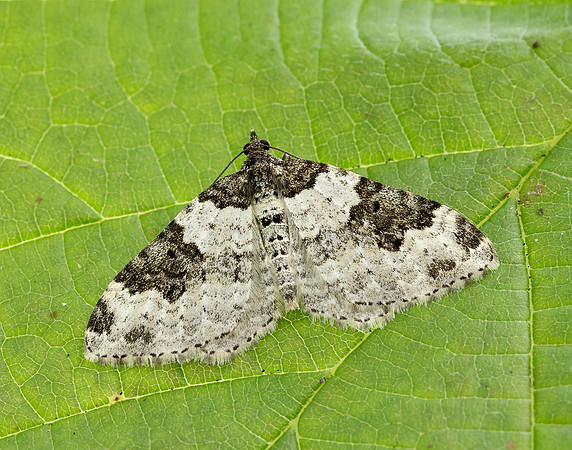 70.049 BF1728 Garden Carpet Xanthorhoe fluctuata