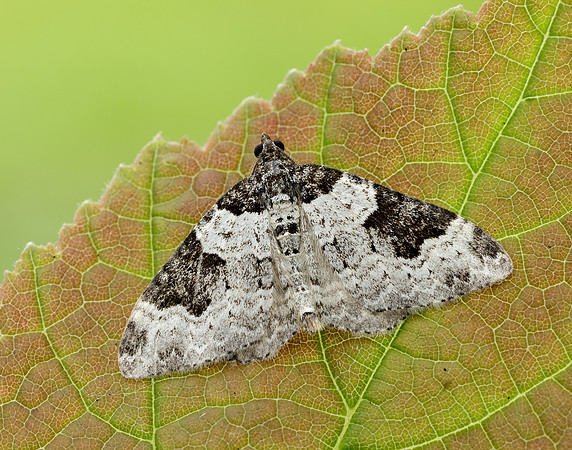 70.049 BF1728 Garden Carpet Xanthorhoe fluctuata