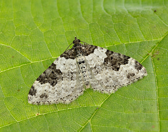70.049 BF1728 Garden Carpet Xanthorhoe fluctuata