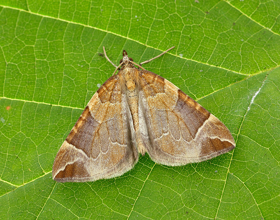 70.090 BF1755 Chevron Eulithis testata