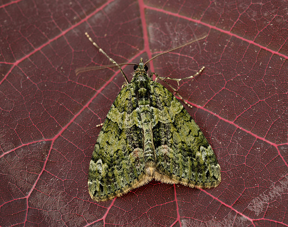 70.095 BF1760 Red-green Carpet Chloroclysta siterata