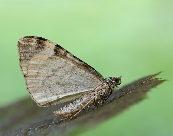 0.098 BF1762 Dark Marbled Carpet Dysstroma citrata