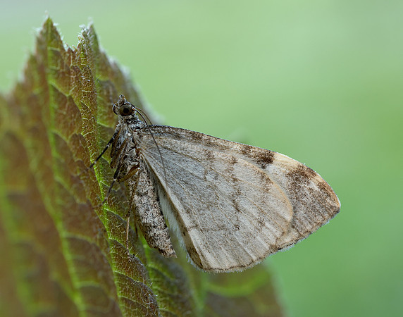 0.098 BF1762 Dark Marbled Carpet Dysstroma citrata