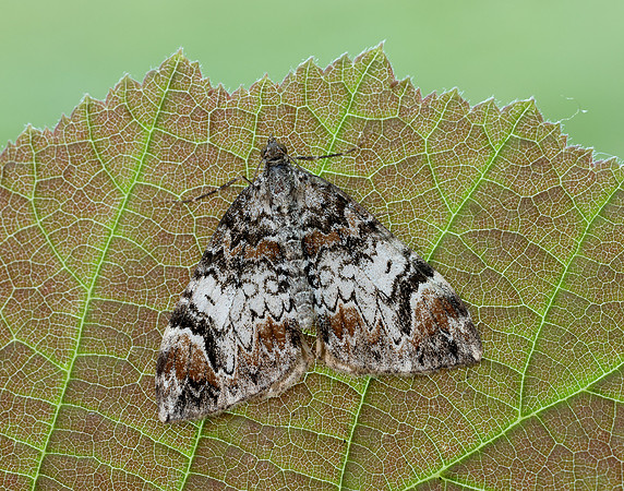 0.098 BF1762 Dark Marbled Carpet Dysstroma citrata