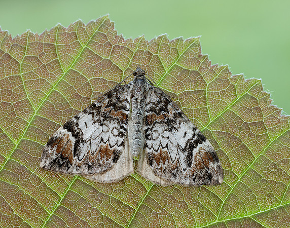 0.098 BF1762 Dark Marbled Carpet Dysstroma citrata