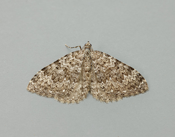 70.102 BF1753 Striped Twin-spot Carpet Coenotephria salicata
