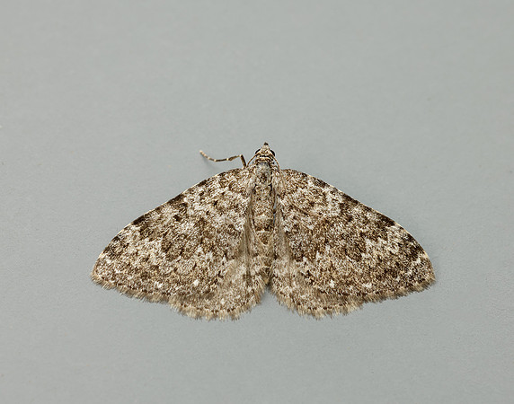70.102 BF1753 Striped Twin-spot Carpet Coenotephria salicata