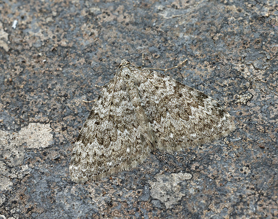 70.102 BF1753 Striped Twin-spot Carpet Coenotephria salicata