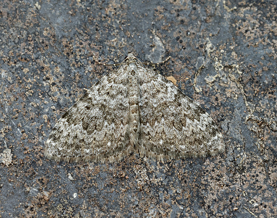 70.102 BF1753 Striped Twin-spot Carpet Coenotephria salicata