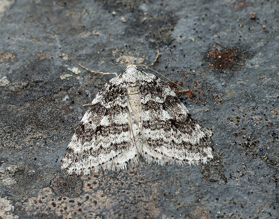 70.110 BF1798 Small Autumnal Moth Epirrita filigrammaria