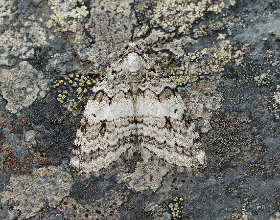 70.110 BF1798 Small Autumnal Moth Epirrita filigrammaria