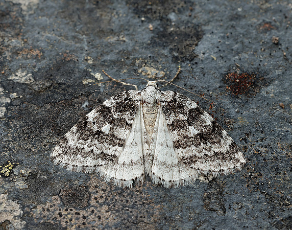 70.110 BF1798 Small Autumnal Moth Epirrita filigrammaria