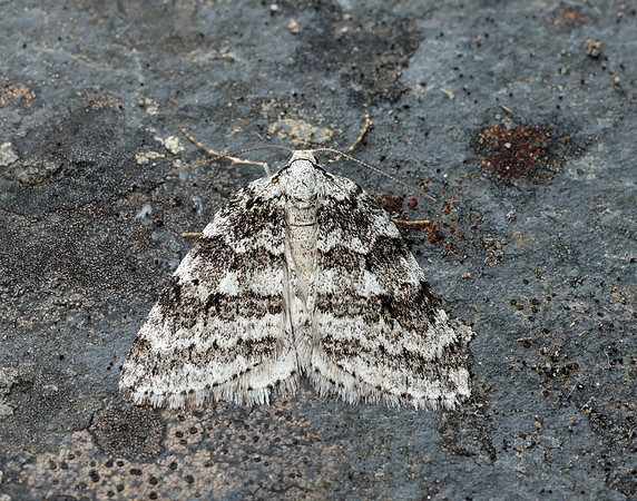 70.110 BF1798 Small Autumnal Moth Epirrita filigrammaria