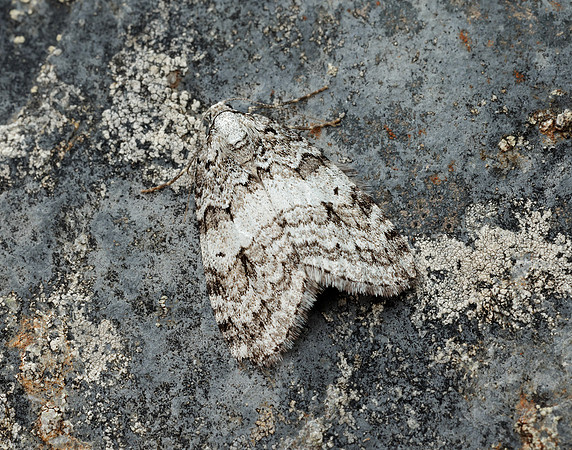 70.110 BF1798 Small Autumnal Moth Epirrita filigrammaria
