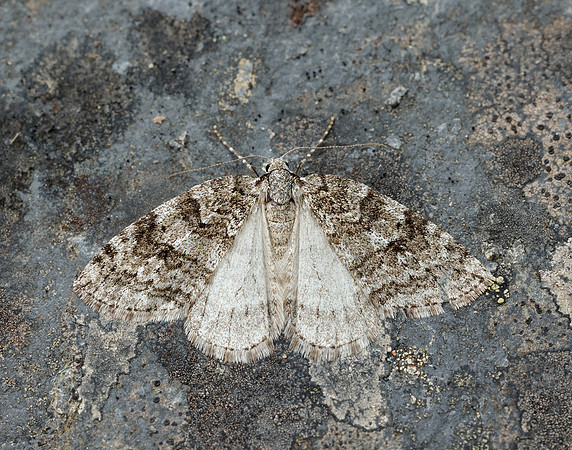 70.110 BF1798 Small Autumnal Moth Epirrita filigrammaria