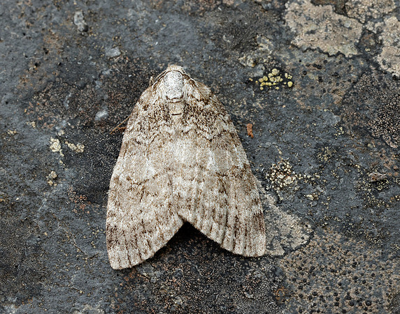 70.110 BF1798 Small Autumnal Moth Epirrita filigrammaria