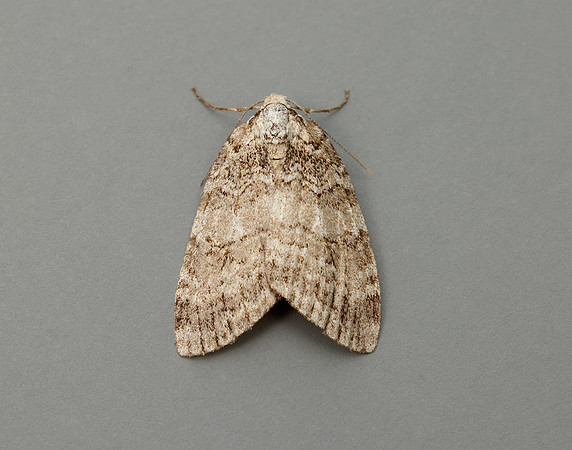 70.110 BF1798 Small Autumnal Moth Epirrita filigrammaria
