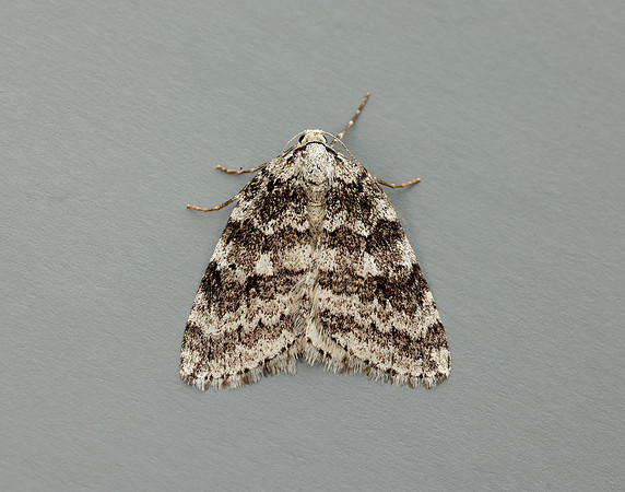 70.110 BF1798 Small Autumnal Moth Epirrita filigrammaria