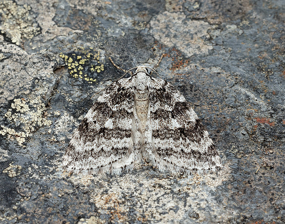 70.110 BF1798 Small Autumnal Moth Epirrita filigrammaria