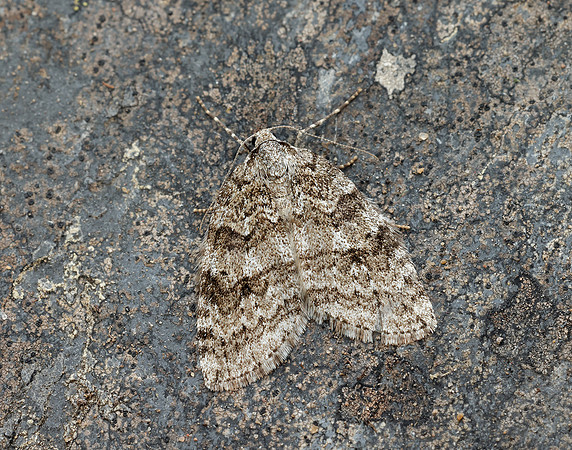 70.110 BF1798 Small Autumnal Moth Epirrita filigrammaria