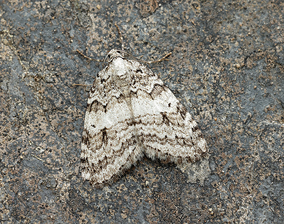 70.110 BF1798 Small Autumnal Moth Epirrita filigrammaria