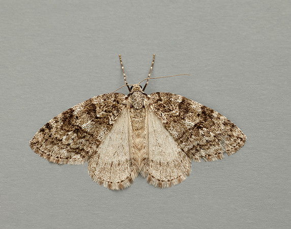 70.110 BF1798 Small Autumnal Moth Epirrita filigrammaria