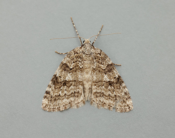 70.110 BF1798 Small Autumnal Moth Epirrita filigrammaria