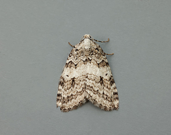 70.110 BF1798 Small Autumnal Moth Epirrita filigrammaria