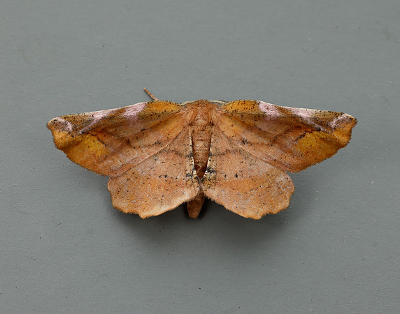 70.231 BF1910 Lilac Beauty Apeira syringaria