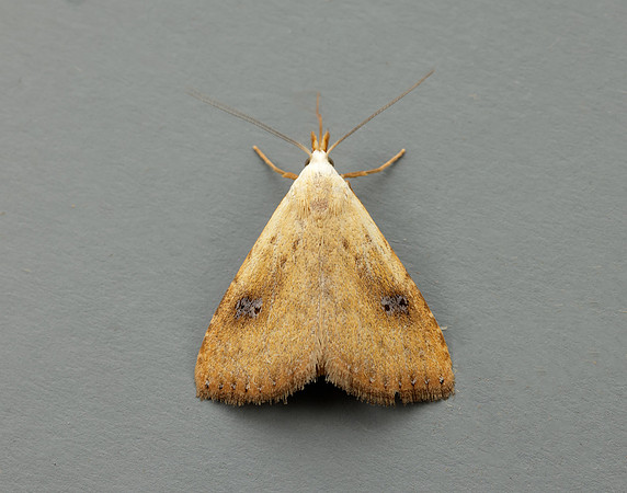 72.002 BF2474 Straw Dot Rivula sericealis