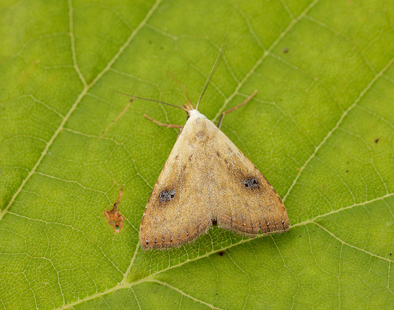 72.002 BF2474 Straw Dot Rivula sericealis