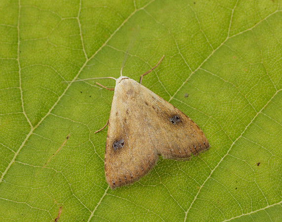72.002 BF2474 Straw Dot Rivula sericealis