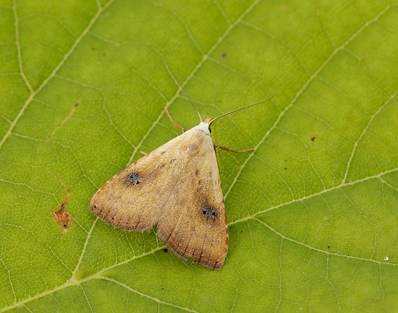 72.002 BF2474 Straw Dot Rivula sericealis
