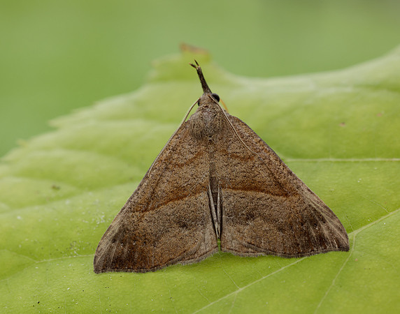 72.003 BF2477 Snout Hypena proboscidalis