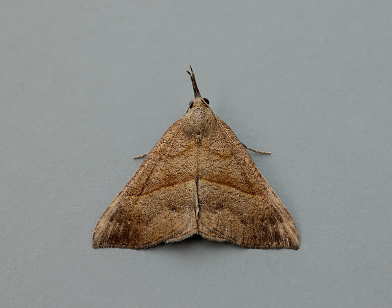 72.003 BF2477 Snout Hypena proboscidalis