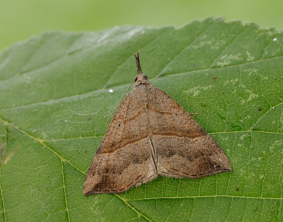 72.003 BF2477 Snout Hypena proboscidalis