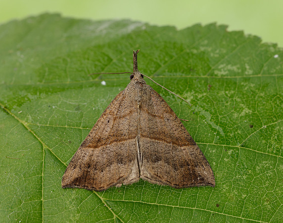 72.003 BF2477 Snout Hypena proboscidalis