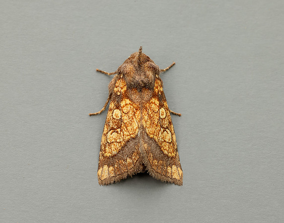 73.121 BF2364 Frosted Orange Gortyna flavago