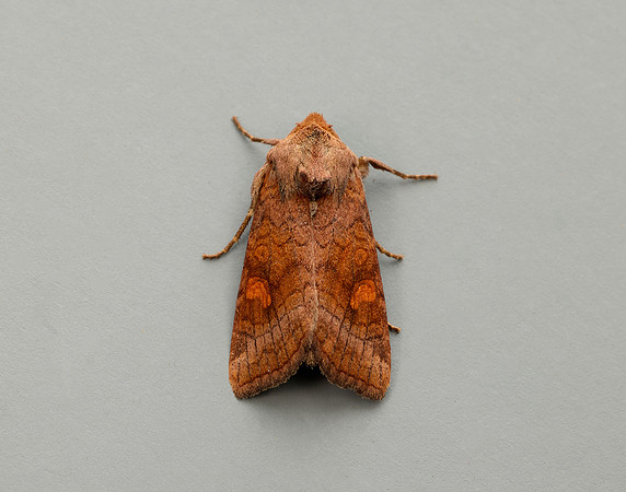 73.1281 BF2360x Ear Moth agg Amphipoea oculea agg.