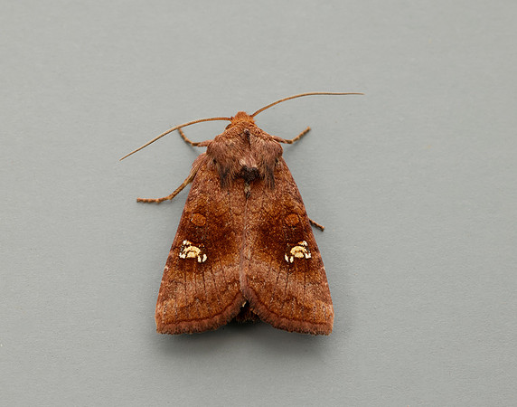 73.1281 BF2360x Ear Moth agg Amphipoea oculea agg.