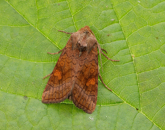 73.1281 BF2360x Ear Moth agg Amphipoea oculea agg.