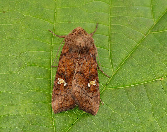 73.1281 BF2360x Ear Moth agg Amphipoea oculea agg.